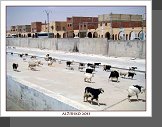 Ghardaia