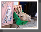 Timimoun