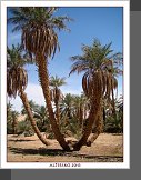 Timimoun