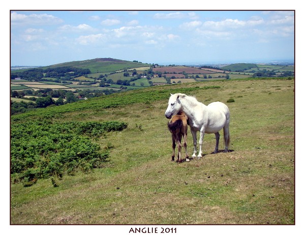 ANGLIE