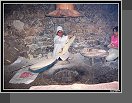 Garni