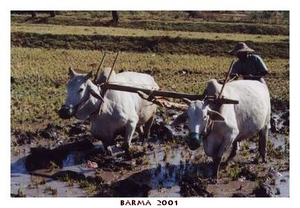 BARMA