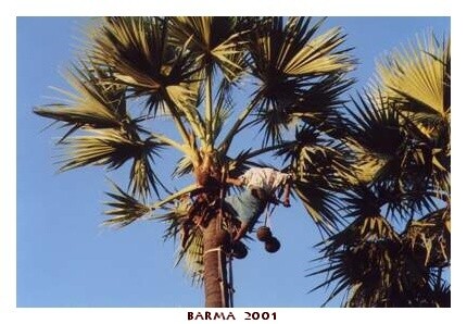 BARMA