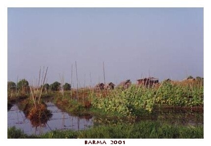 BARMA
