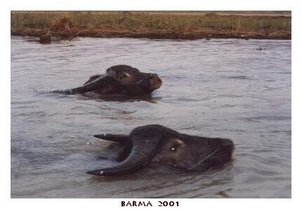 BARMA