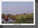 Jezero Inle