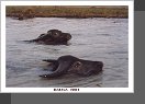 Jezero Inle