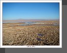Salar de Atacama