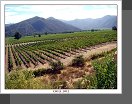 Valle de Casablanca