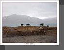 Karakul