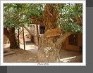 Tujok