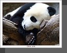 Peking ZOO