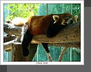 Peking ZOO
