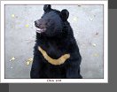 Peking ZOO
