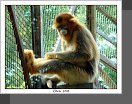 Peking ZOO