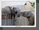 Peking ZOO