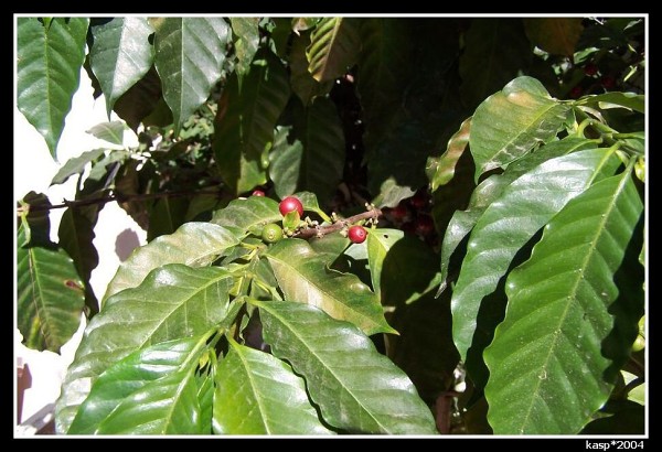 GUATEMALA
