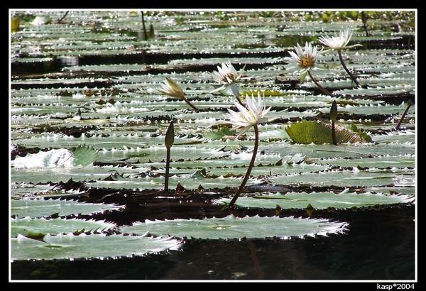 GUATEMALA
