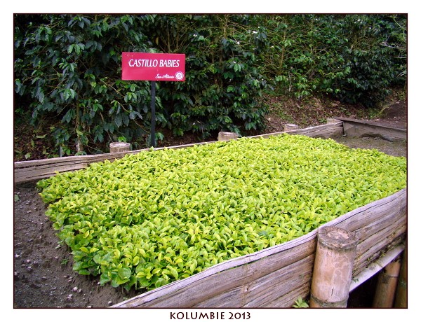 KOLUMBIE