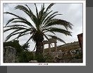 Cyrene