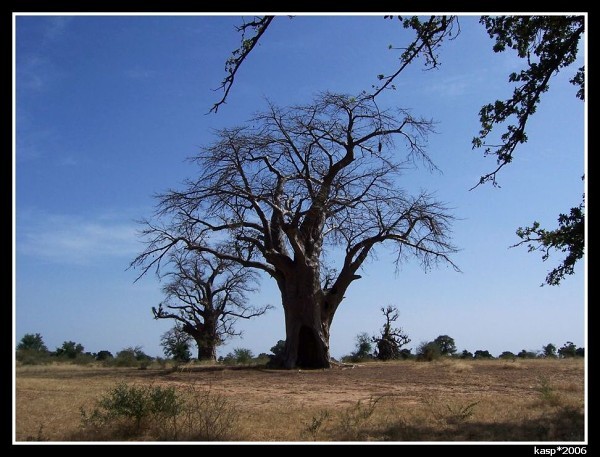 MALI