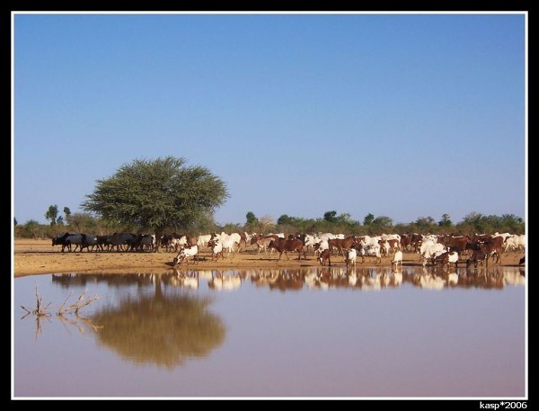 MALI