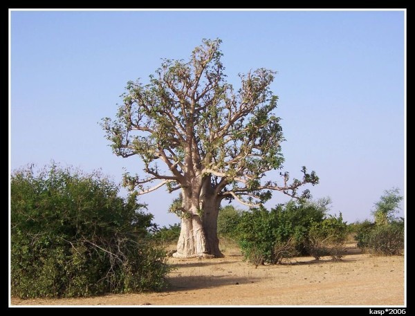 MALI