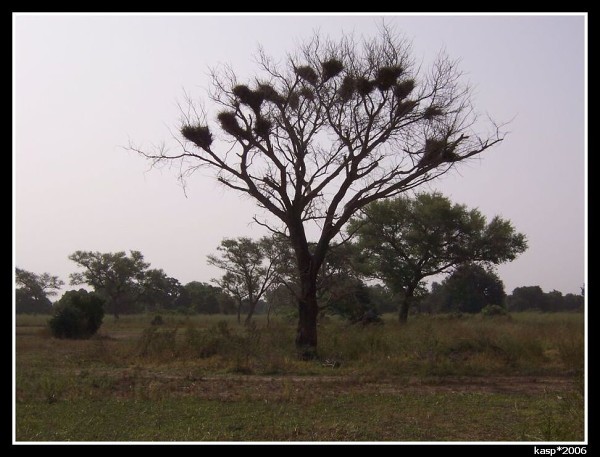 MALI