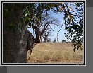 Baobab