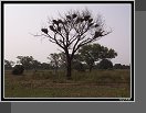 Parandougou