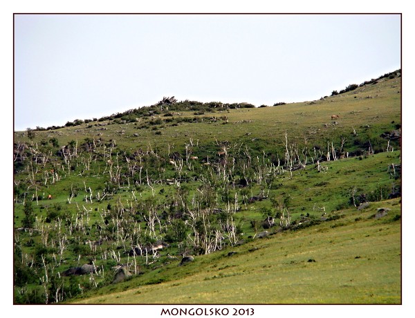 MONGOLSKO