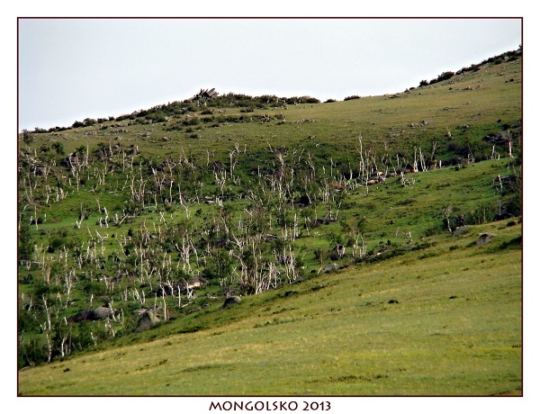 MONGOLSKO