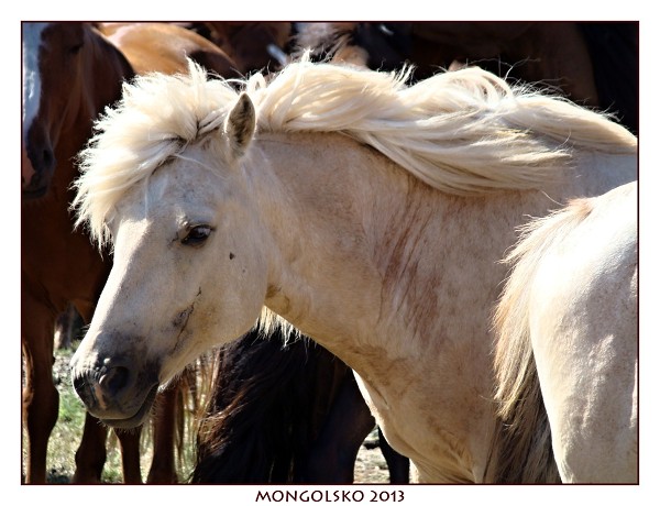 MONGOLSKO