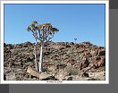Aloe dichotoma