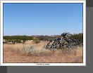Damaraland