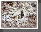 Islas Ballestas