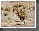 Altiplano