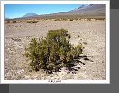 Altiplano
