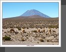 Altiplano