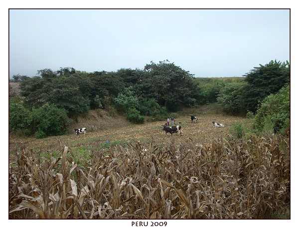 PERU