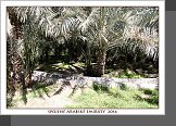 Al Ain