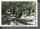 Al Ain