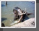 Pinnawala