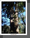 Alishan