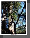 Alishan
