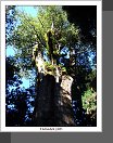 Alishan