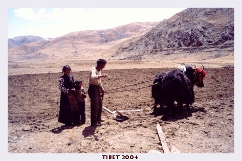 TIBET