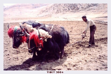 TIBET