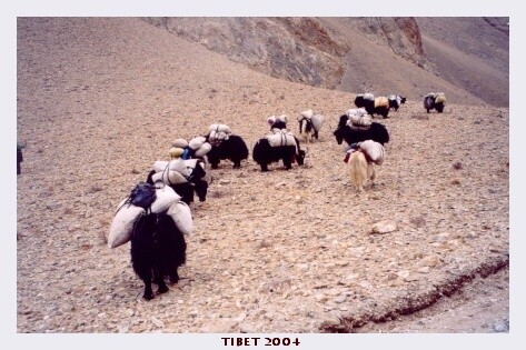 TIBET