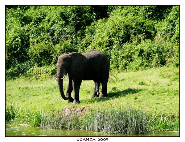 UGANDA